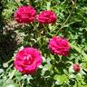 Stiletto rose photo