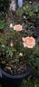 Nancy Hall rose photo