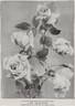 Madame Segond Weber rose photo