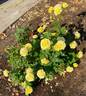 Golden Dragon™ rose photo