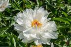 Lois Kelsey peony photo