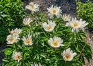 Lois Kelsey peony photo
