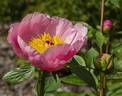 Roselette peony photo