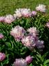 Moses Hull peony photo