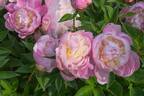 Moses Hull peony photo