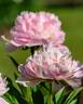 Will McClelland peony photo