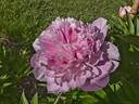 Will McClelland peony photo