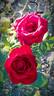 Crimson Glory rose photo