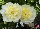 White Sands peony photo