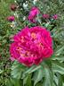 Feather Top peony photo