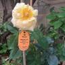 Raffaello rose photo