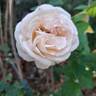 Eve de Rothschild rose photo