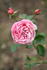 Newport™ rose photo