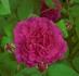 Alexandre Laquement rose photo