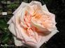 Madame Gamon rose photo