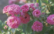 Grumpy rose photo