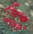 Sneezy rose photo