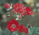 Sneezy rose photo
