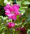 Monte Cassino rose photo