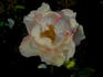 Bella Weiss ® rose photo