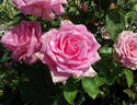 Affirm rose photo