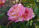 Apéritif rose photo