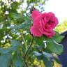 Karlsruhe rose photo