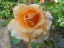 Garden Glory rose photo