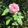 The Mill On The Floss rose photo