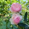 The Mill On The Floss rose photo
