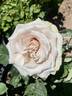 Quicksand rose photo