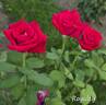 Royalty rose photo