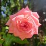 Elaine Paige™ rose photo