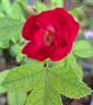 La Belle Rouge rose photo