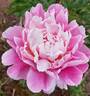 Margarita peony photo