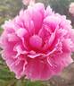 Tango peony photo