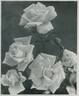 Julien Potin rose photo