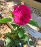 Perfume Factory™ rose photo