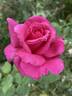 Picture rose photo