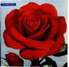 Impeccable rose photo