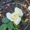 Smooth Talk rose photo