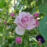 Rise Up Lilac Days™ rose photo