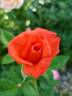 Tropicana rose photo