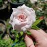 Cécile Brunner rose photo