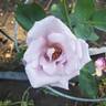 Sterling Silver rose photo