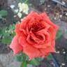 Arkansas rose photo