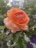 Tangerine Skies ™ rose photo