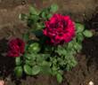 Antonia Ridge ® rose photo