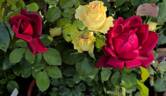 Antonia Ridge ® rose photo