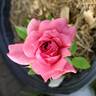 Won Fang Yon rose photo